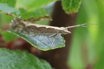 <i>Plutella xylostella</i>