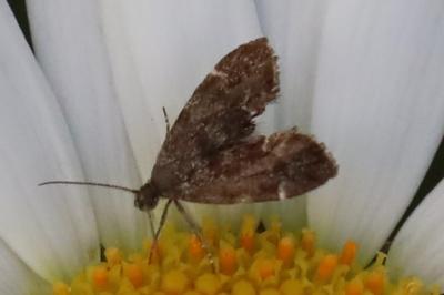<i>Anthophila fabriciana</i>