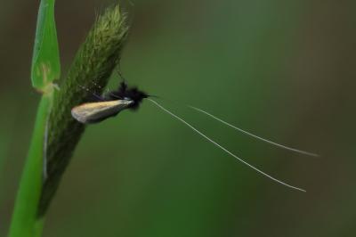 <i>Adela reaumurella</i>