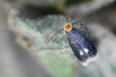 <i>Stigmella catharticella</i>