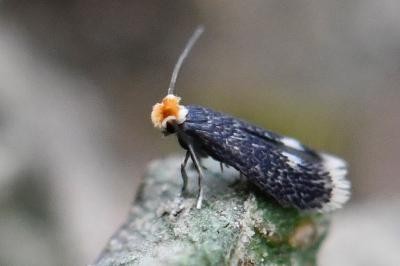 <i>Stigmella catharticella</i>