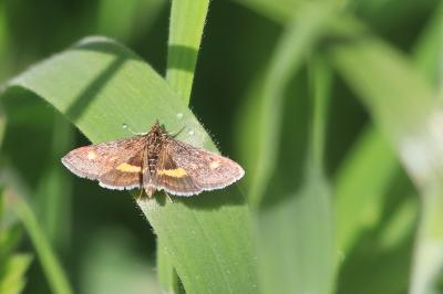 <i>Pyrausta aurata</i>