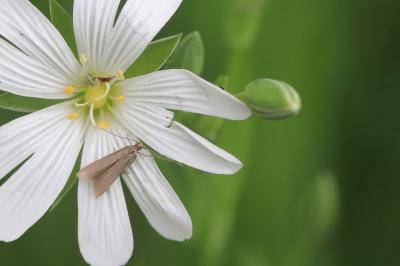 <i>Coleophora lutarea</i>
