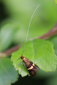 <i>Adela croesella</i>