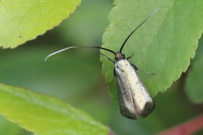 <i>Adela reaumurella</i>