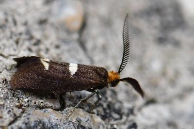 Incurvaria masculella