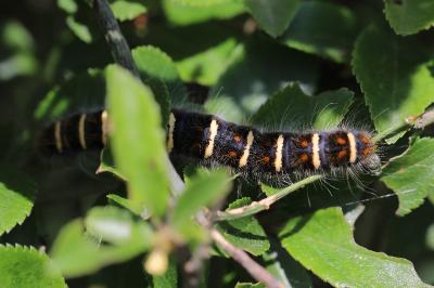 Bombyx de l'Aubépine 