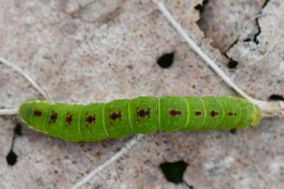 <i>Epirrita</i>