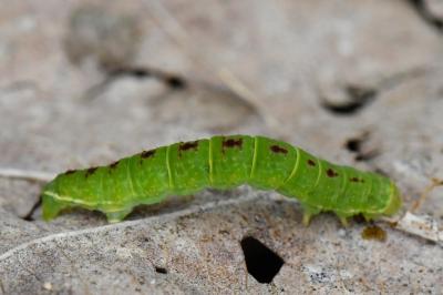 <i>Epirrita</i>
