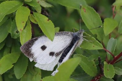 Piéride du Chou 