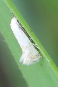 <i>Elachista</i>