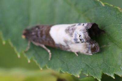 <i>Notocelia cynosbatella</i>
