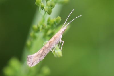 <i>Plutella xylostella</i>