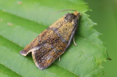 <i>Ptycholoma lecheana</i>