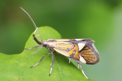 <i>Alabonia geoffrella</i>