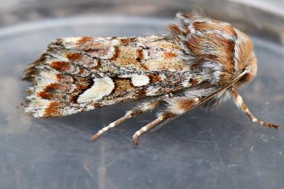 Noctuelle du Pin 