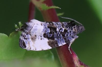 <i>Hedya pruniana</i>