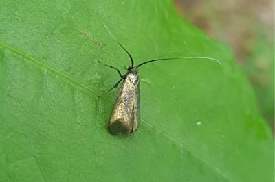 <i>Adela reaumurella</i>