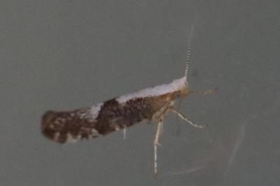 <i>Argyresthia spinosella</i>