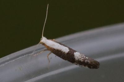 <i>Argyresthia spinosella</i>