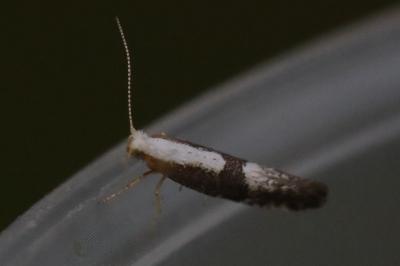 <i>Argyresthia spinosella</i>