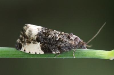 <i>Hedya pruniana</i>