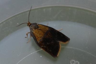 <i>Ptycholoma lecheana</i>