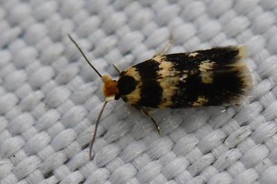 <i>Etainia</i>