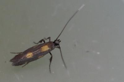 <i>Euspilapteryx auroguttella</i>