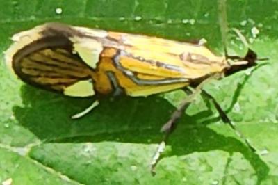 <i>Alabonia geoffrella</i>