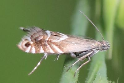 <i>Glyphipterix simpliciella</i>