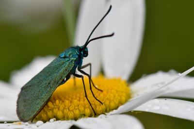 Procris de l'Oseille 