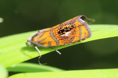 <i>Olethreutes arcuella</i>