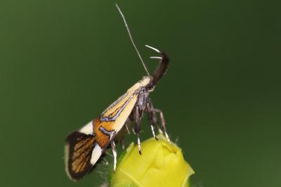 <i>Alabonia geoffrella</i>