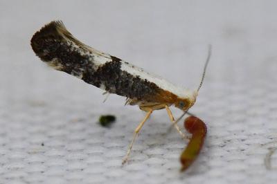 <i>Argyresthia spinosella</i>