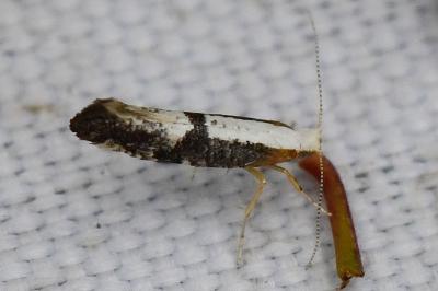 <i>Argyresthia spinosella</i>