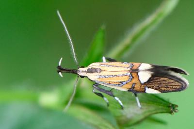 <i>Alabonia geoffrella</i>