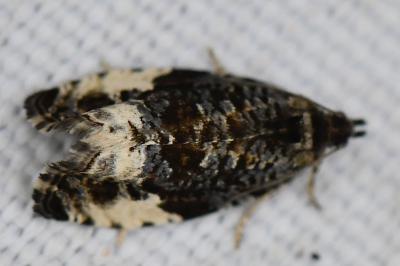 <i>Hedya pruniana</i>
