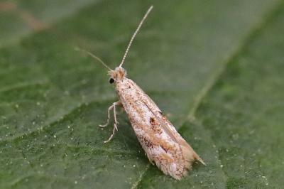<i>Bucculatrix bechsteinella</i>