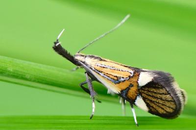 <i>Alabonia geoffrella</i>