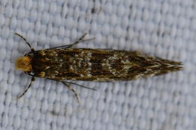 <i>Triaxomera parasitella</i>