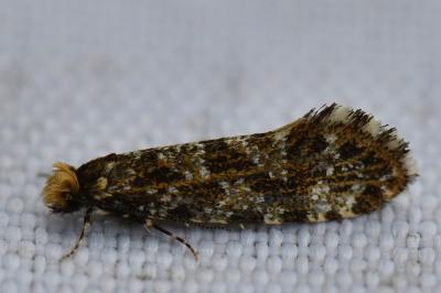 <i>Triaxomera parasitella</i>