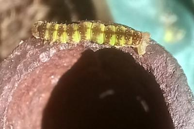 <i>Epirrita</i>