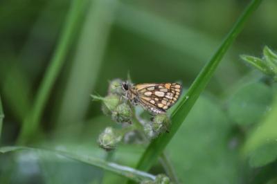 Hespérie du Brome 