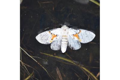 Bombyx bicolore 