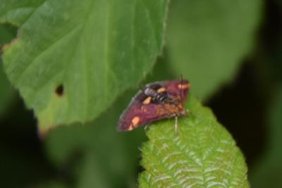 <i>Pyrausta aurata</i>