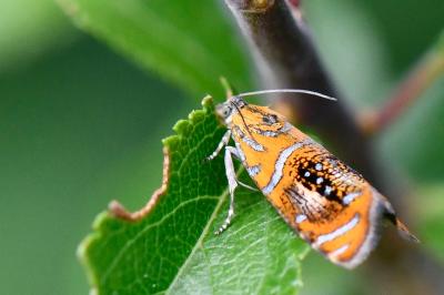 <i>Olethreutes arcuella</i>