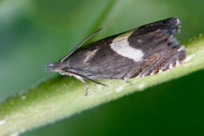 <i>Dichrorampha petiverella</i>