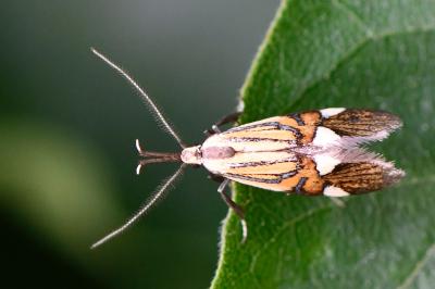 <i>Alabonia geoffrella</i>