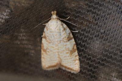 <i>Aleimma loeflingiana</i>